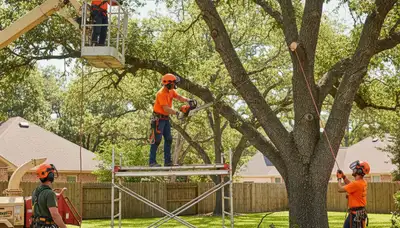 Professional tree pruning service in Dayton, OH for safer, healthier trees