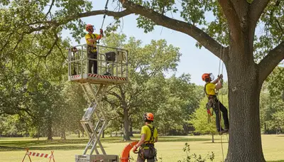 Professional tree pruning service in Dayton, OH for safer, healthier trees