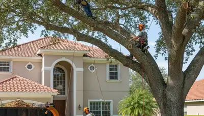 Tree service crew in Dayton, OH performing safe tree removal for a local property