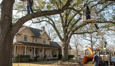 Tree service crew removing a tree in Dayton, OH for safe, professional property clearing