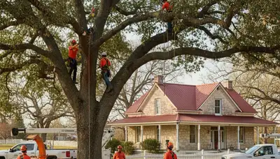 Tree service crew in Dayton, OH providing safe tree removal for a local property