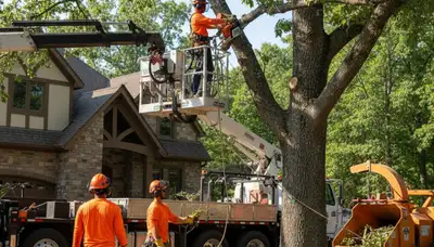 Tree service crew providing professional tree removal in Dayton, OH