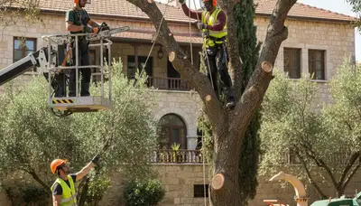 Dayton, OH tree service crew removing a tree for safe, professional property care
