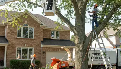 Dayton, OH tree service crew removing a tree with professional equipment