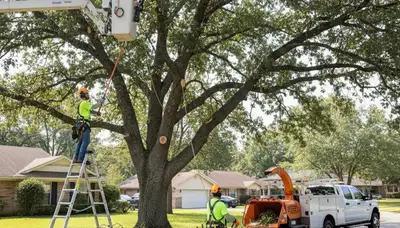 Dayton, OH arborist trimming a tree to improve safety and tree health